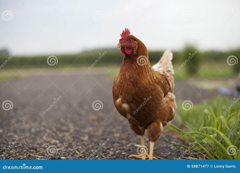 Conoce el Exclusivo Juego de Azar En línea Chicken Road España Oficial, chicken road game